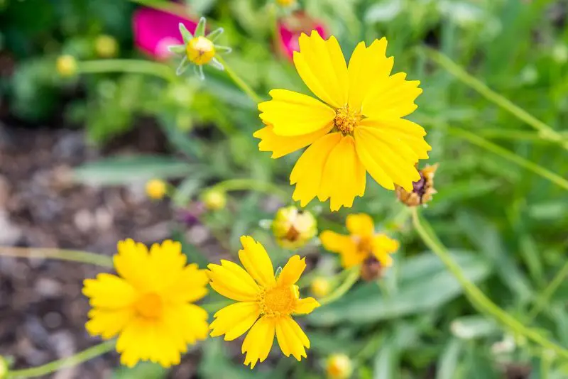 How to Deadhead Coreopsis
