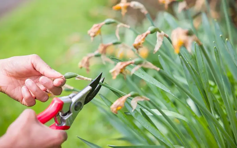 How to Deadhead Daffodils