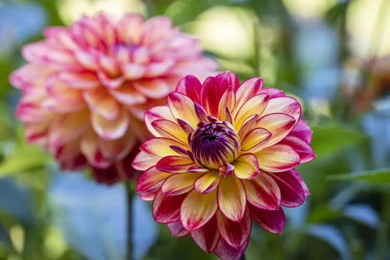How to Deadhead Dahlias