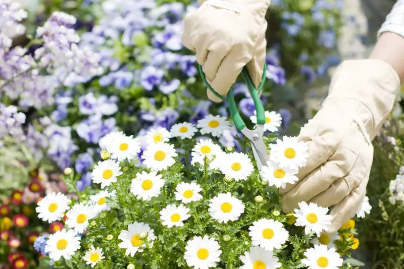 How to Deadhead Daisies