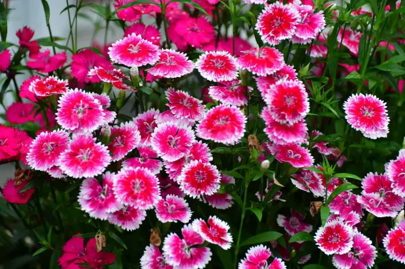 How to Deadhead Dianthus
