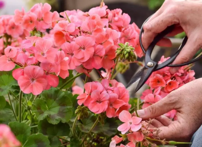 How to Deadhead Geraniums