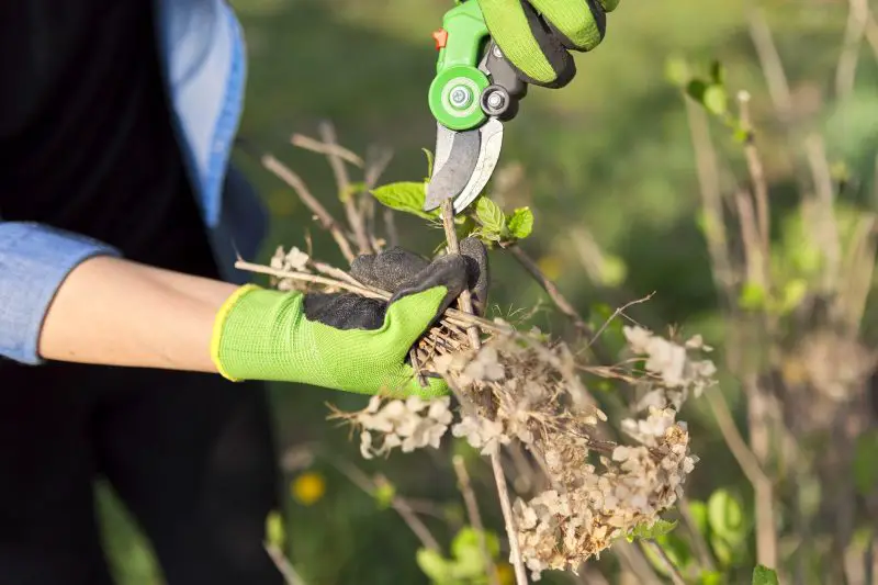 How to Deadhead Hydrangeas