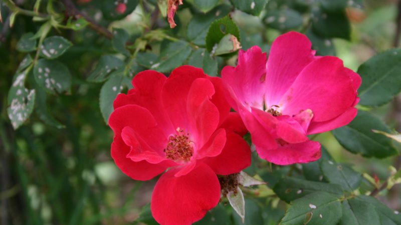 How to Deadhead Knockout Roses