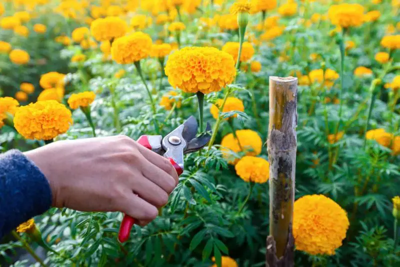 How to Deadhead Marigolds
