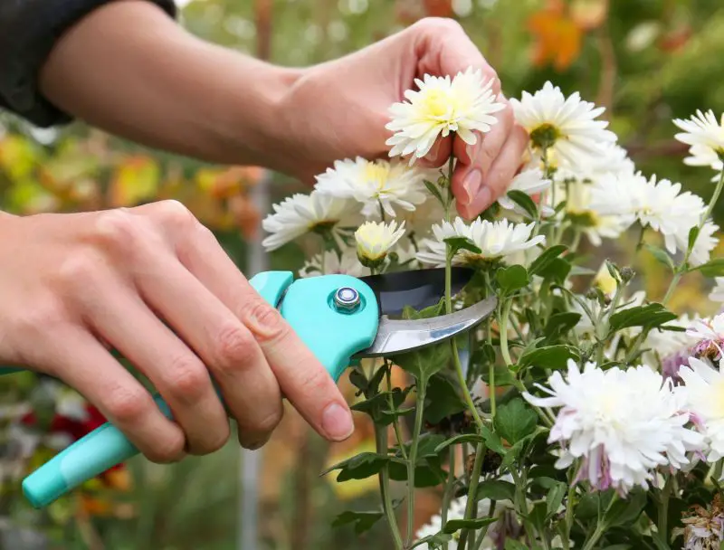 How to Deadhead Mums