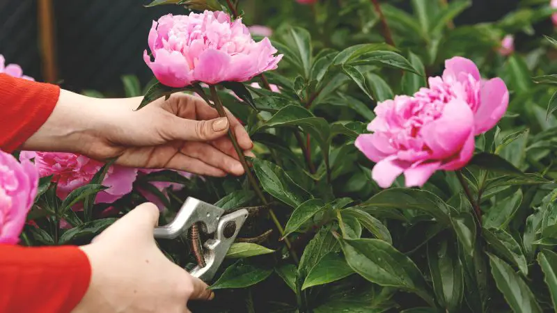 How to Deadhead Peonies