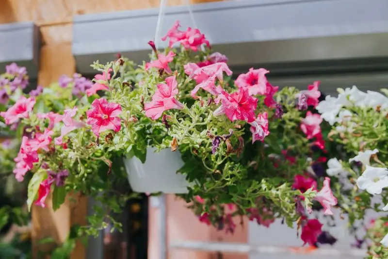 How to Deadhead Petunias in Hanging Baskets