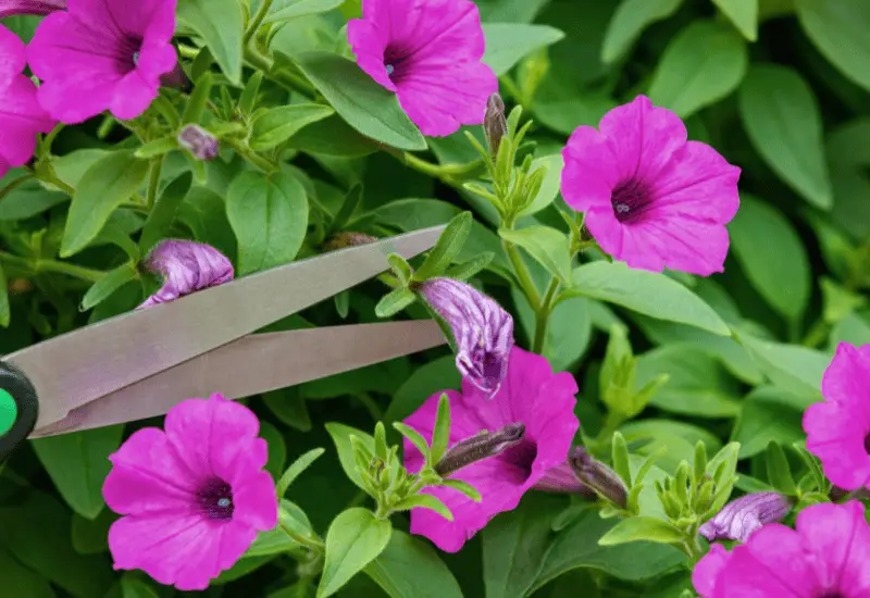 How to Deadhead Petunias