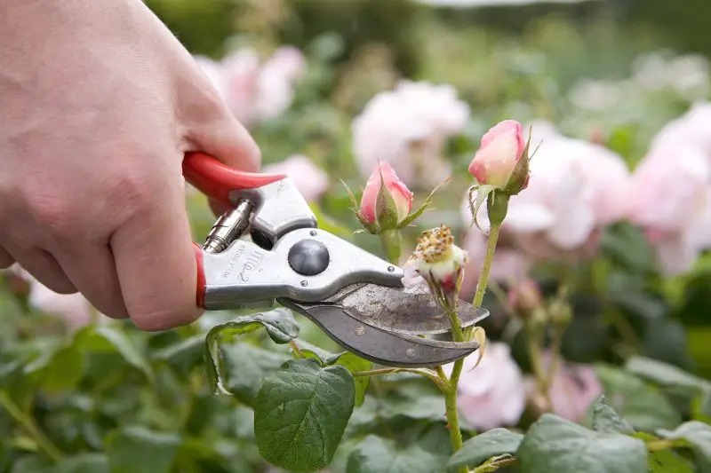 How to Deadhead Rose Bushes