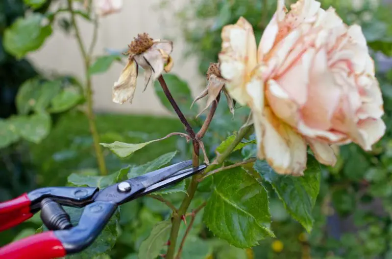 How to Deadhead Roses