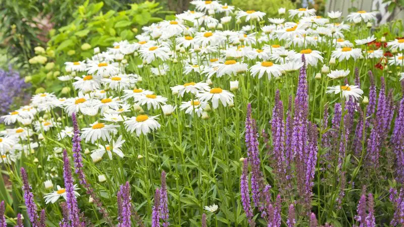 How to Deadhead Shasta Daisies