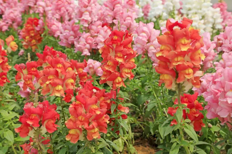 How to Deadhead Snapdragons