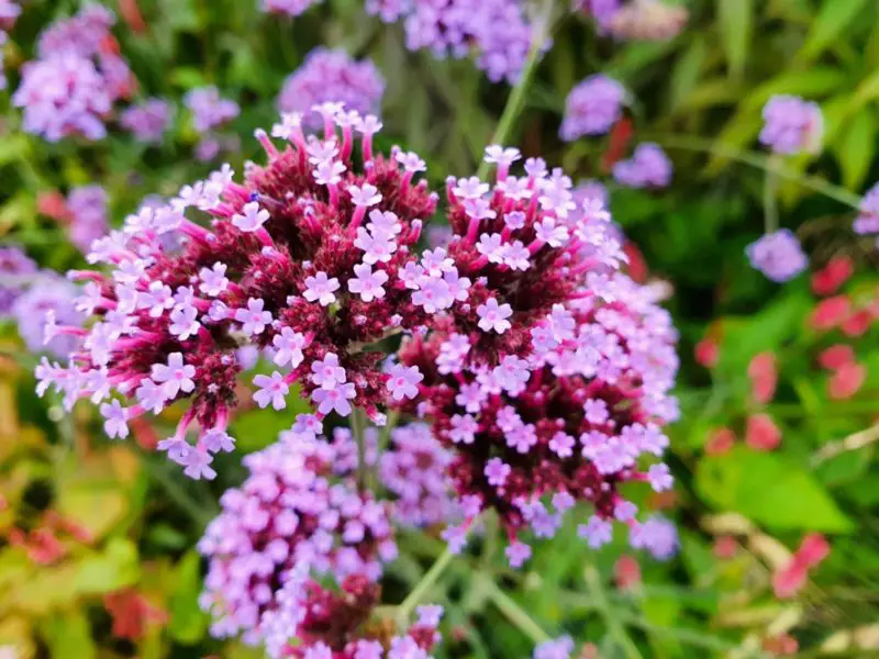 How to Deadhead Verbena