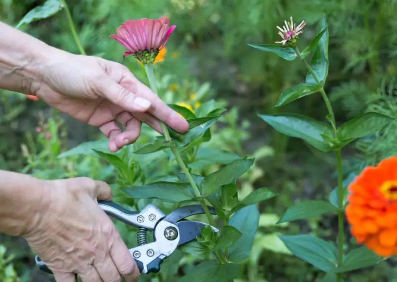 How to Deadhead Zinnias