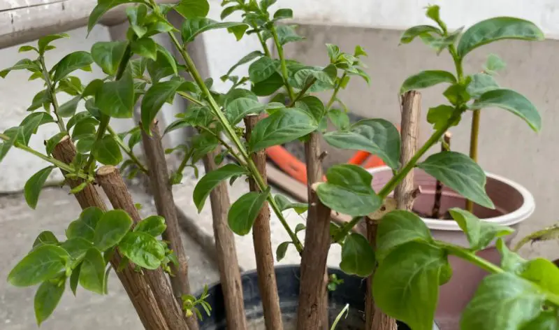 How to Grow Crepe Myrtles from Cuttings