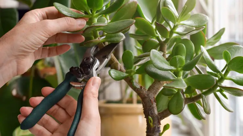 How to Grow Jade Plant from Cutting