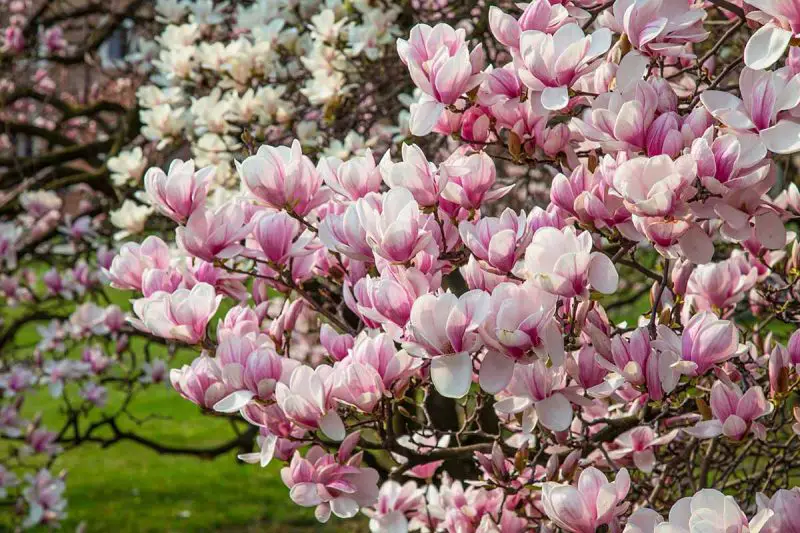 How Fast Do Magnolia Trees Grow? Tips to Boost Growth Naturally