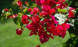 How to Make Bougainvillea Bloom with Simple Tips