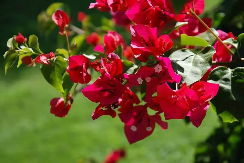 How to Make Bougainvillea Bloom