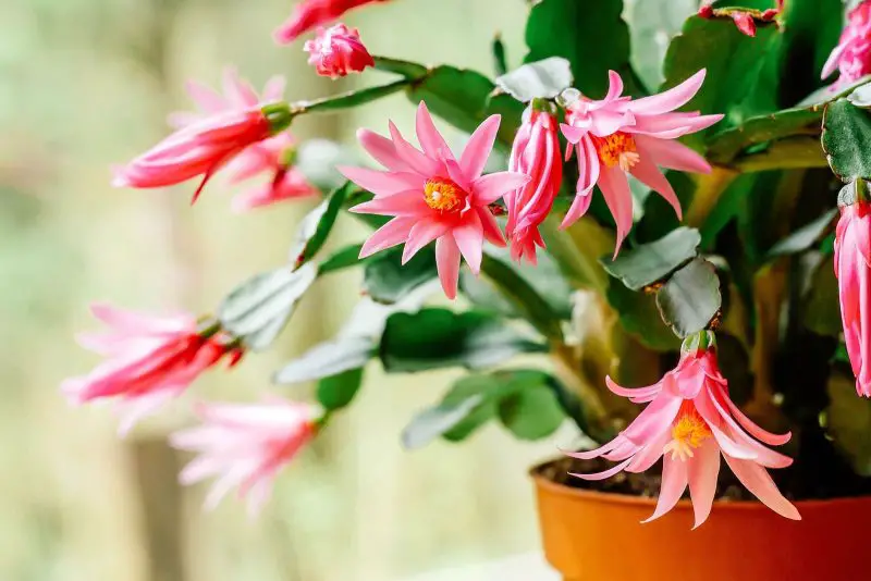 How to Make Christmas Cactus Bloom