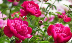 How to Make Peonies Bloom Abundantly in Your Garden