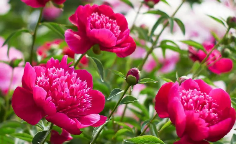 How to Make Peonies Bloom