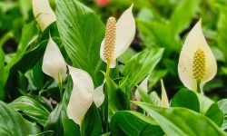 How to Make a Peace Lily Bloom Year After Year with Easy Steps