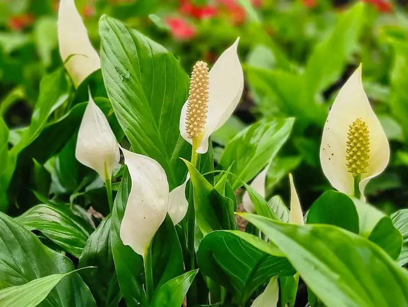 How to Make a Peace Lily Bloom