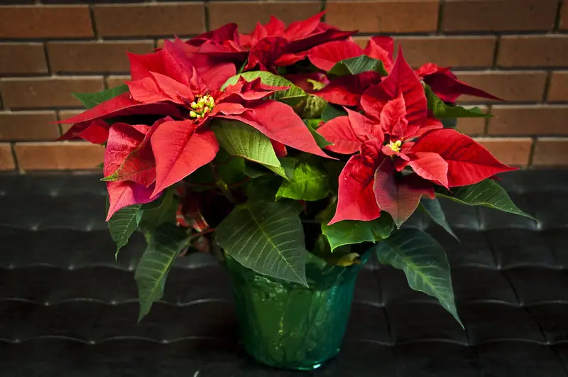 How to Make a Poinsettia Bloom