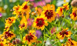 How to Plant Coreopsis and Make Your Garden Burst with Color