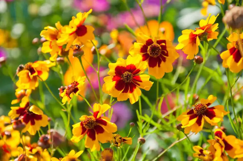 How to Plant Coreopsis