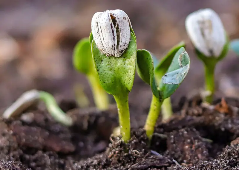 How to Plant Sunflower Seeds