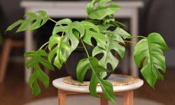 How to Propagate Monstera: Easy Steps for Lush, Healthy Plants