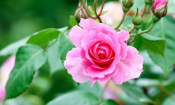 How to Propagate Roses: Simple Techniques for Beautiful Blooms