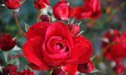 How to Revive Roses and Keep Them Blooming Longer Than Ever