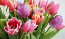 How to Revive Tulips and Enjoy Vibrant Blooms Again