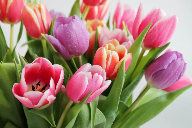 How to Revive Tulips