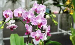 How to Revive an Orchid Plant and Bring Back Stunning Blooms