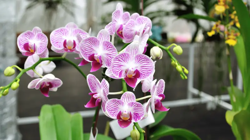 How to Revive an Orchid Plant
