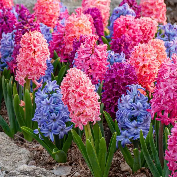 How to look after hyacinths indoors for lasting blooms