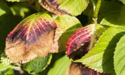 Hydrangea Leaves Turning Yellow and How to Fix It Fast