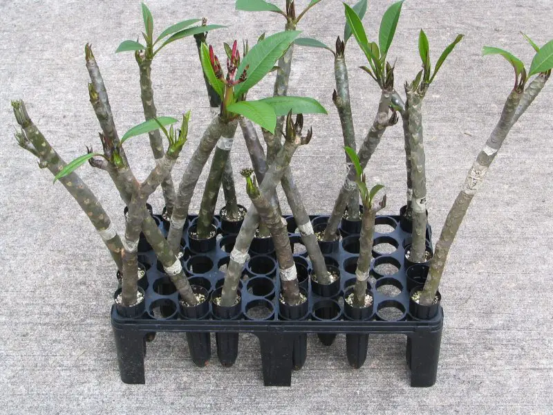 How to Grow Plumeria from Cuttings Step by Step