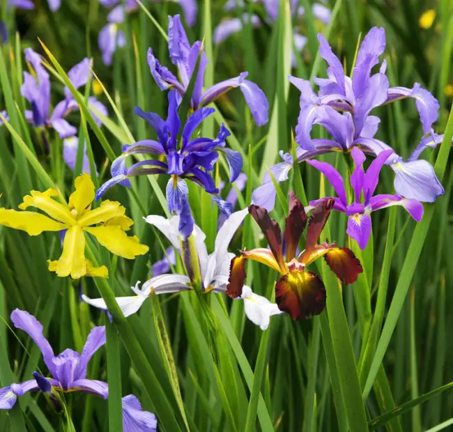 When to Transplant Iris for Better Blooms: Timing and Pro Tips