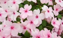 How to Plant Impatiens and Keep Them Blooming All Season Long