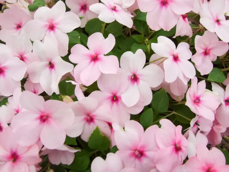 How to Plant Impatiens and Keep Them Blooming All Season Long