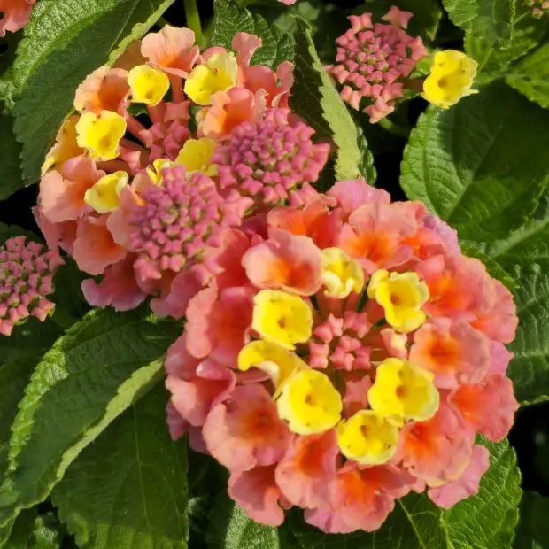 How to Propagate Lantana at Home: Step-by-Step for Beginners