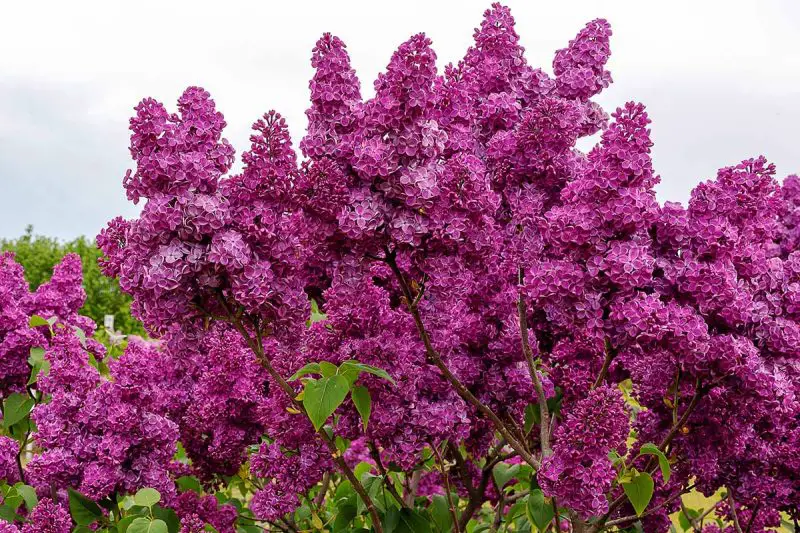 When Do Lilacs Bloom? Regional Tips for Vibrant Spring Color