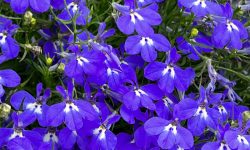 Is Lobelia a Perennial Plant? Facts and Tips for Year-Round Growth