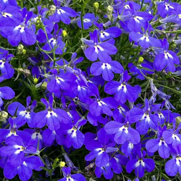 Is Lobelia a Perennial Plant? Facts and Tips for Year-Round Growth